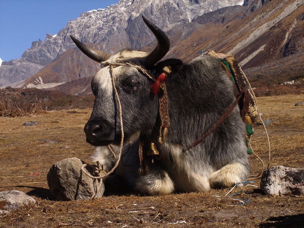 http://cantamus.ca.funpic.de/2010-Indien-Sikkim-Trek/index.html